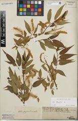 Foto von Salix fragilis L.